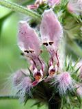 Leonurus Cardiaca